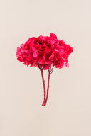 Hydrangea Standard