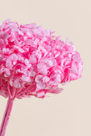 Hydrangea Premium