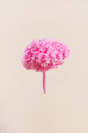 Hydrangea Premium