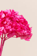 Hydrangea Standard
