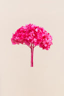 Hydrangea Standard
