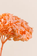 Hydrangea Premium