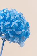 Hydrangea Premium