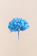 Hydrangea Premium