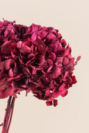 Hydrangea Standard