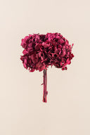 Hydrangea Standard