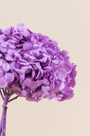Hydrangea Premium
