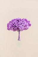 Hydrangea Premium
