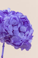Hydrangea Standard