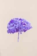 Hydrangea Standard