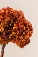 Hydrangea Standard