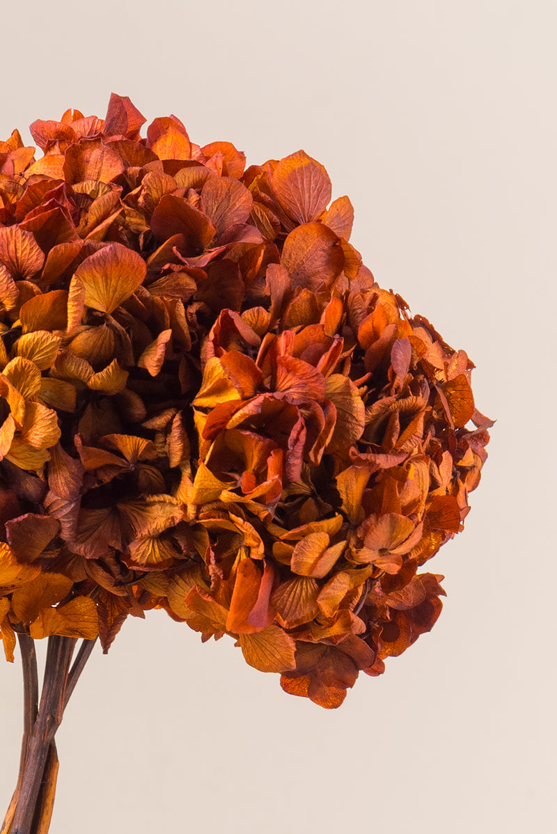 Hydrangea Standard