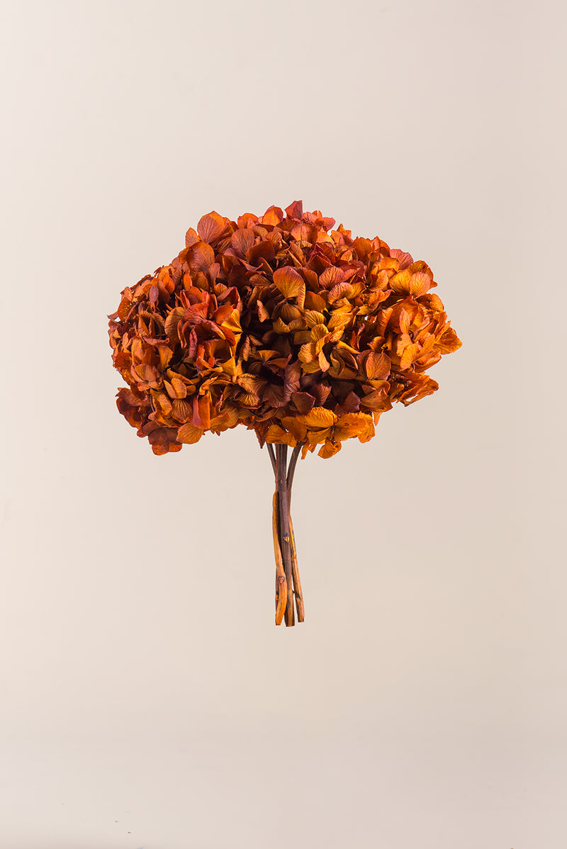 Hydrangea Standard