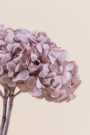 Hydrangea Standard