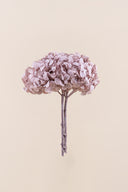 Hydrangea Standard