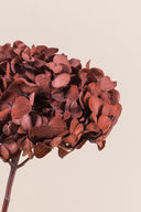 Hydrangea Standard