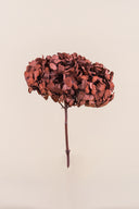 Hydrangea Standard