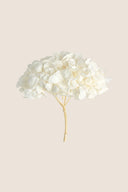 Hortensia Premium