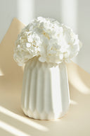Hydrangea Premium