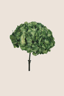 Hortensia Standard