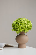 Hydrangea Standard