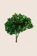 Hortensia Standard