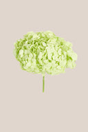 Hydrangea Standard