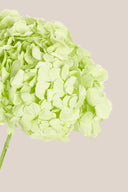 Hydrangea Standard