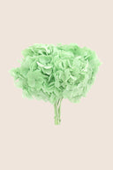 Hortensia Premium