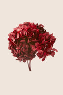Hortensia Standard