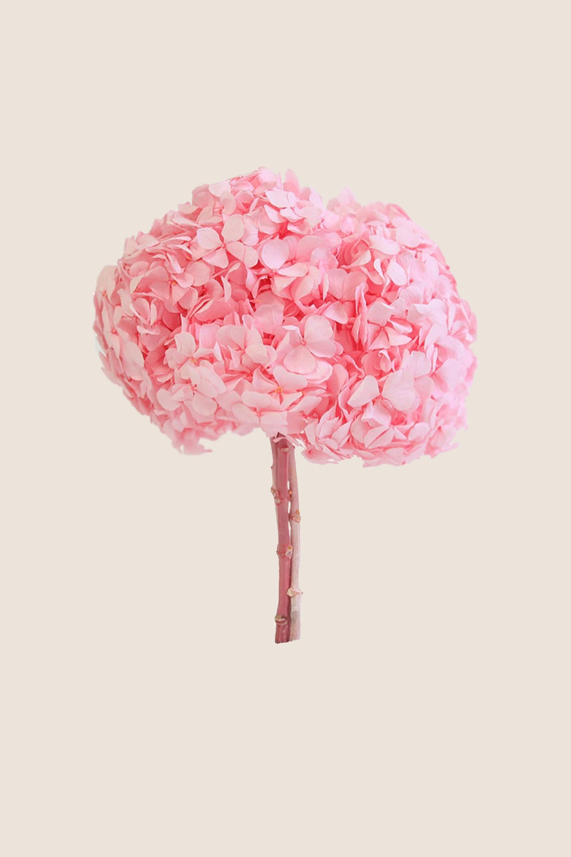 Hortensia Premium