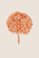 Hortensia Premium