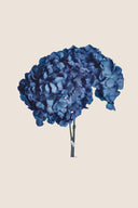 Hortensia Standard