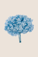 Hortensia Premium
