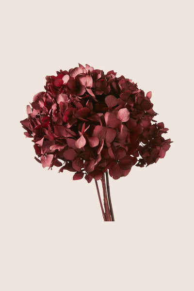 Hortensia Standard