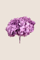 Hortensia Premium