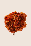 Hortensia Standard