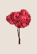 Hortensia Standard