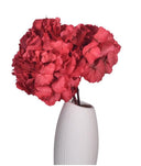 Hortensia Standard