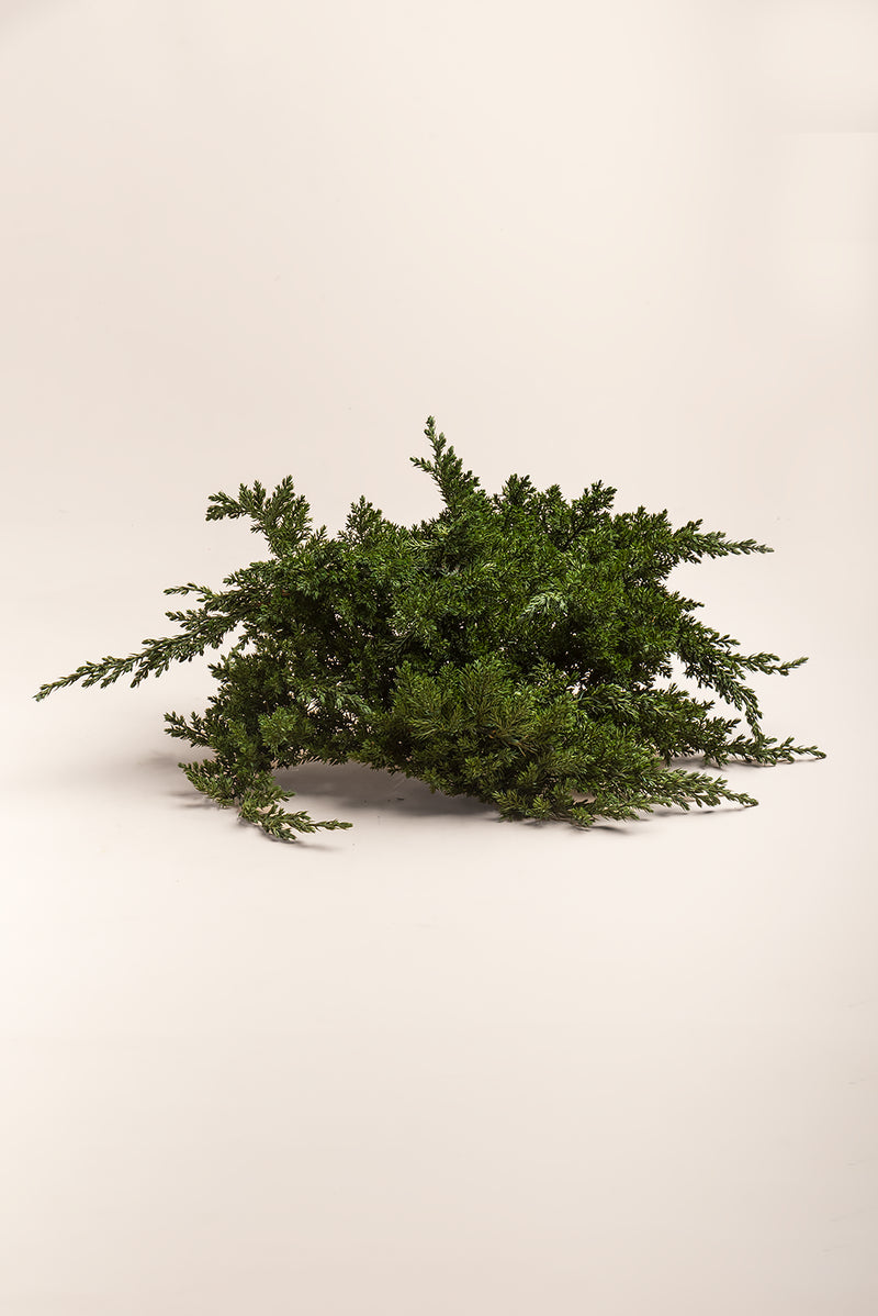 Juniperus