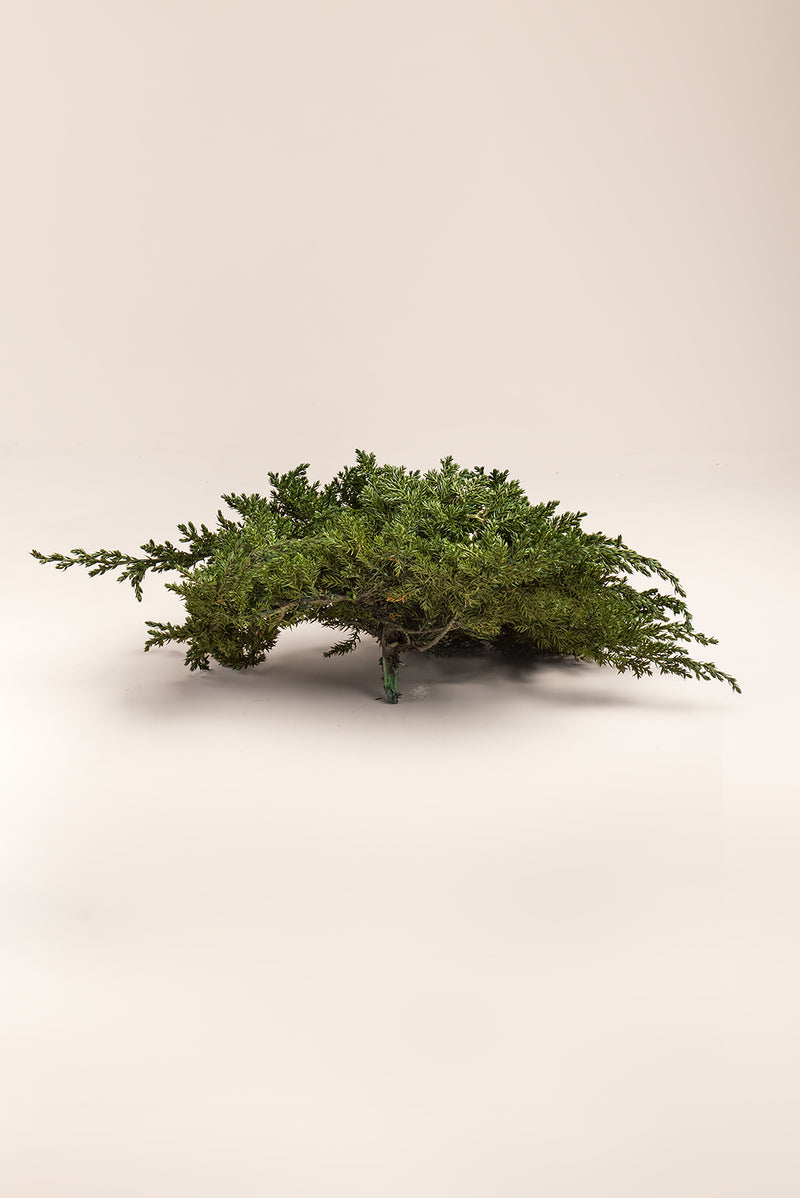 Juniperus