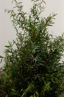 Lepto Lungifolia