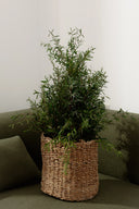 Lepto Lungifolia