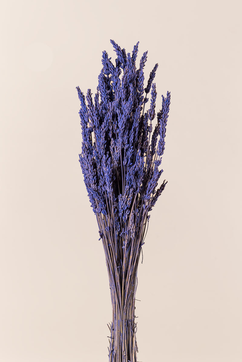 Lavender Soft Lilac