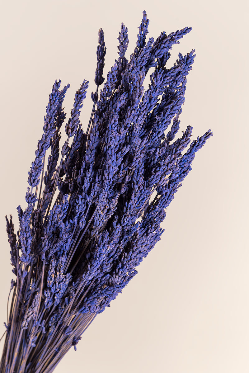Lavender Soft Lilac