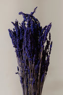 Lavander Soft Lilac