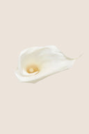 Mini Calla - Box 5 heads