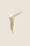 Mini Calla - Box 5 heads