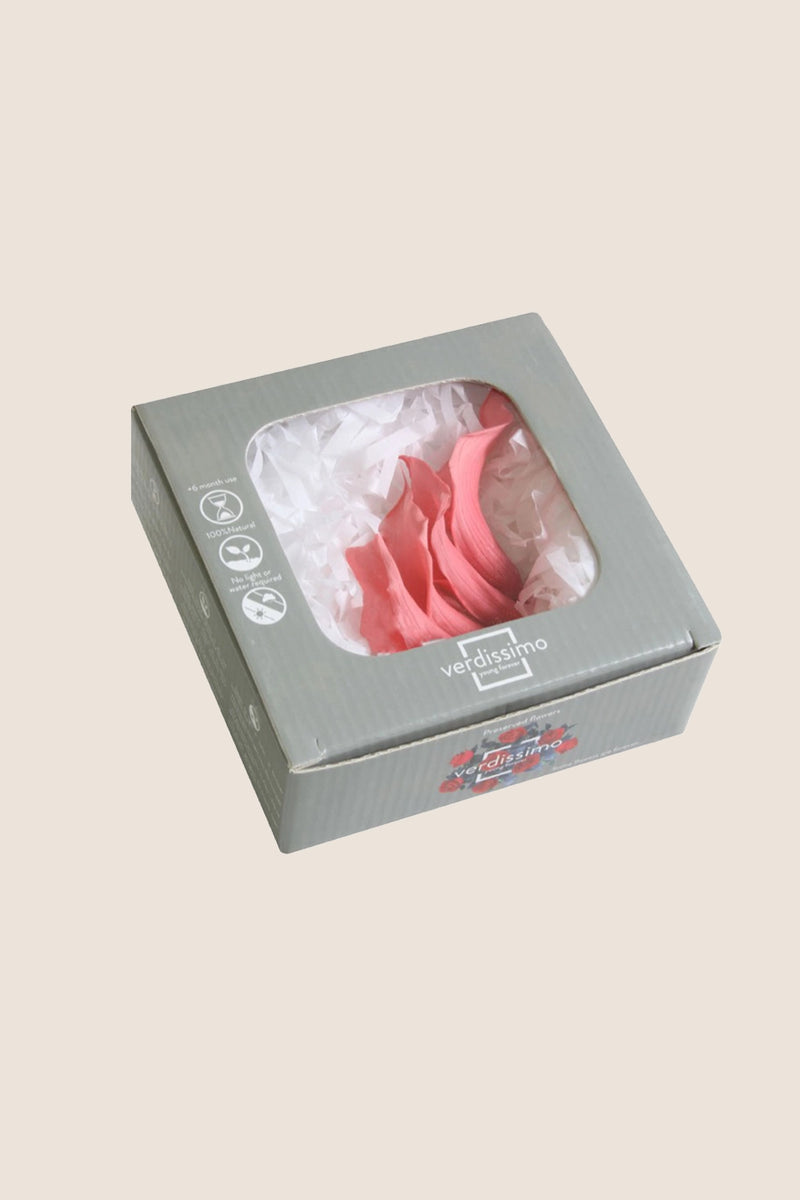 Mini Callas - Box of 5 Heads