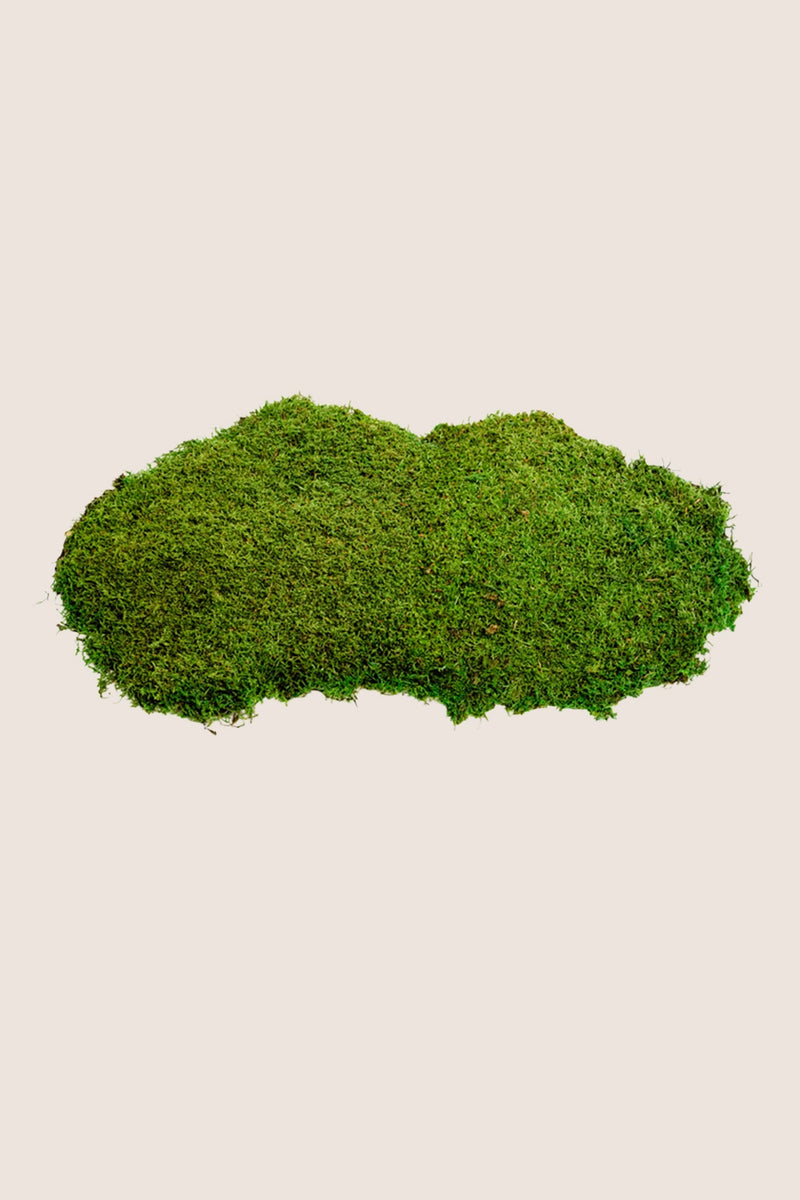 Flat Moss bulk - Fire Retardant